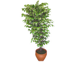Ficus zel Starlight 1,75 cm   Gmhane yurtii ve yurtd iek siparii 
