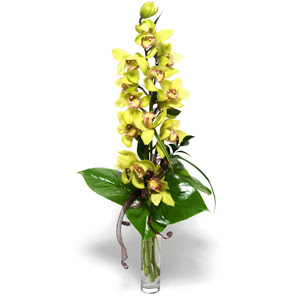  Gmhane internetten iek sat  cam vazo ierisinde tek dal canli orkide