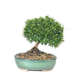 ithal bonsai saksi iegi  Gmhane online ieki , iek siparii 