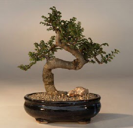ithal bonsai saksi iegi  Gmhane nternetten iek siparii 