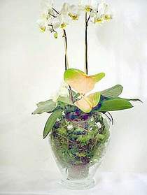  Gmhane cicek , cicekci  Cam yada mika vazoda zel orkideler