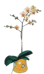  Gmhane gvenli kaliteli hzl iek  Phalaenopsis Orkide ithal kalite