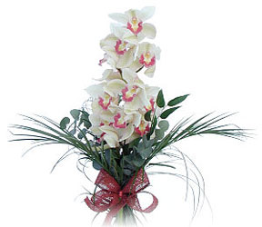  Gmhane hediye sevgilime hediye iek  Dal orkide ithal iyi kalite
