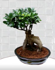 saks iei japon aac bonsai  Gmhane iek , ieki , iekilik 