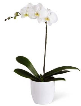 1 dall beyaz orkide  Gmhane nternetten iek siparii 