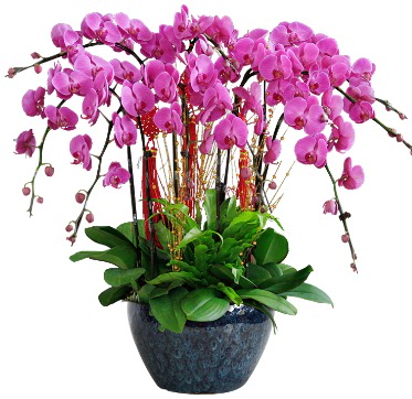 9 dallı mor orkide  Gümüşhane İnternetten çiçek siparişi 