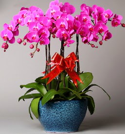 7 dall mor orkide  Gmhane iek gnderme 
