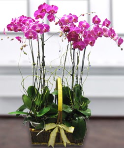 4 dall mor orkide  Gmhane ucuz iek gnder 