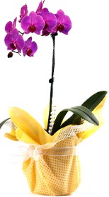  Gmhane hediye sevgilime hediye iek  Tek dal mor orkide saks iei