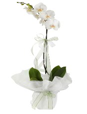 1 dal beyaz orkide iei  Gmhane kaliteli taze ve ucuz iekler 