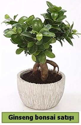 Ginseng bonsai japon aac sat  Gmhane online iek gnderme sipari 