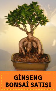 Ginseng bonsai sat japon aac  Gmhane yurtii ve yurtd iek siparii 
