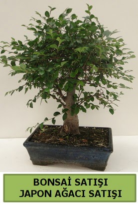 Minyatr bonsai japon aac sat  Gmhane iekiler 