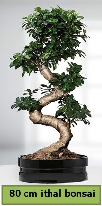 80 cm özel saksıda bonsai bitkisi  Gümüşhane online çiçek gönderme sipariş 