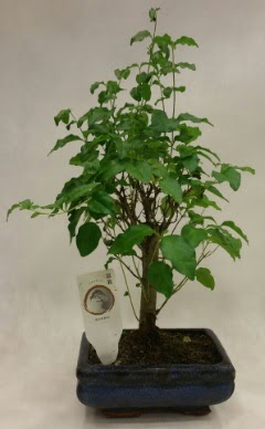 Minyatr bonsai japon aac sat  Gmhane online iek gnderme sipari 