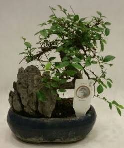 thal 1.ci kalite bonsai japon aac  Gmhane cicek , cicekci 