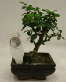 Kk minyatr bonsai japon aac  Gmhane iek siparii vermek 
