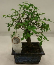 Minyatr ithal japon aac bonsai bitkisi  Gmhane cicek , cicekci 