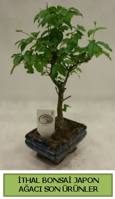 thal bonsai japon aac bitkisi  Gmhane iek yolla 