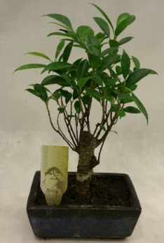 Japon aac bonsai bitkisi sat  Gmhane online iek gnderme sipari 