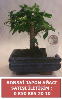 Japon aac minyar bonsai sat  Gmhane cicek , cicekci 