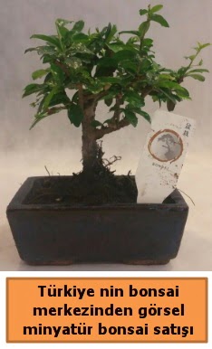 Japon aac bonsai sat ithal grsel  Gmhane internetten iek siparii 