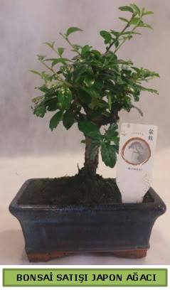 Minyatr bonsai aac sat  Gmhane iek siparii vermek 