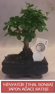 Kk grsel bonsai japon aac bitkisi  Gmhane cicekciler , cicek siparisi 