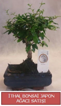 thal kk boy minyatr bonsai aa bitkisi  Gmhane online iek gnderme sipari 