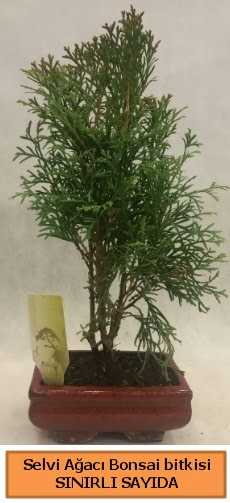 Selvi aac bonsai japon aac bitkisi  Gmhane cicek , cicekci 