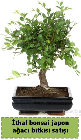 thal bonsai saks iei Japon aac sat  Gmhane internetten iek sat 