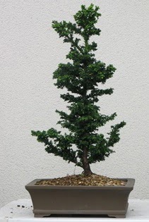 am aac bonsai bitkisi sat  Gmhane online iek gnderme sipari 