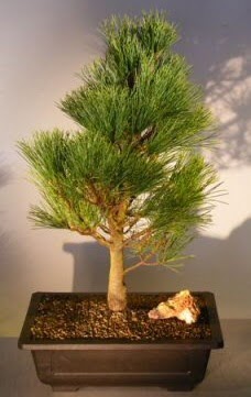am aac japon aac bitkisi bonsai  Gmhane online iek gnderme sipari 