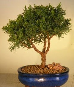 Servi am bonsai japon aac bitkisi  Gmhane internetten iek siparii 