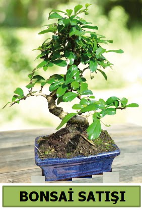am bonsai japon aac sat  Gmhane cicek , cicekci 