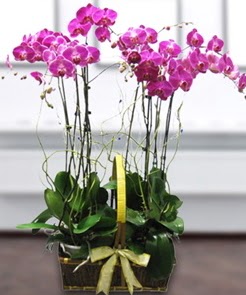 7 dall mor lila orkide  Gmhane iekiler 