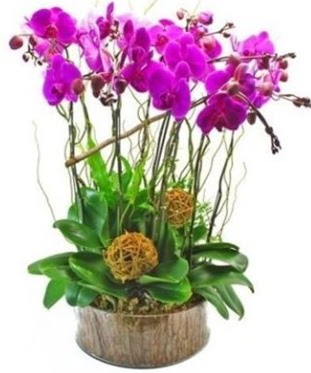 Ahap ktkte lila mor orkide 8 li  Gmhane iek online iek siparii 