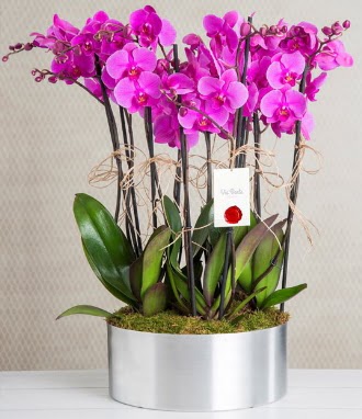 11 dall mor orkide metal vazoda  Gmhane iekiler 