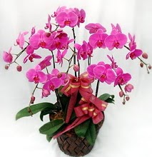 Sepet ierisinde 5 dall lila orkide  Gmhane uluslararas iek gnderme 