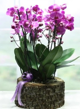Ktk ierisinde 6 dall mor orkide  Gmhane uluslararas iek gnderme 