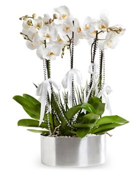 Be dall metal saksda beyaz orkide  Gmhane internetten iek siparii 