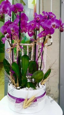 Seramik vazoda 4 dall mor lila orkide  Gmhane gvenli kaliteli hzl iek 