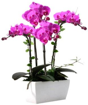 Seramik vazo ierisinde 4 dall mor orkide  Gmhane cicek , cicekci 