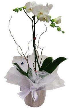 Tek dall beyaz orkide  Gmhane yurtii ve yurtd iek siparii 