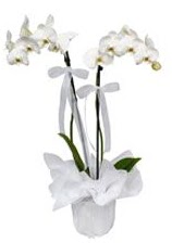 2 dall beyaz orkide  Gmhane ucuz iek gnder 