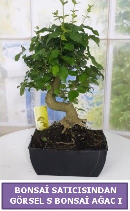 S dal erilii bonsai japon aac  Gmhane cicek , cicekci 