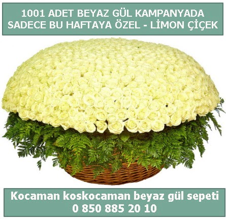 1001 adet beyaz gül sepeti özel kampanyada  Gümüşhane çiçekçiler 