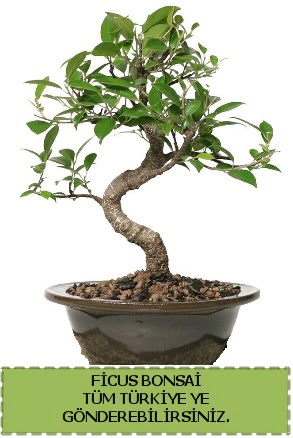 Ficus bonsai  Gmhane iekiler 