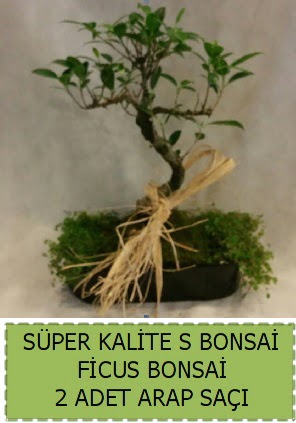 Ficus S Bonsai ve arap saçı  Gümüşhane online çiçek gönderme sipariş 