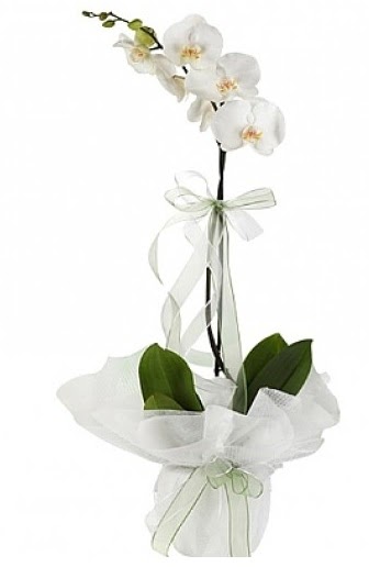 Tekli Beyaz Orkide  Gmhane 14 ubat sevgililer gn iek 